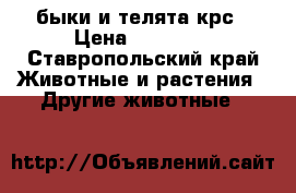 быки и телята крс › Цена ­ 43 000 - Ставропольский край Животные и растения » Другие животные   